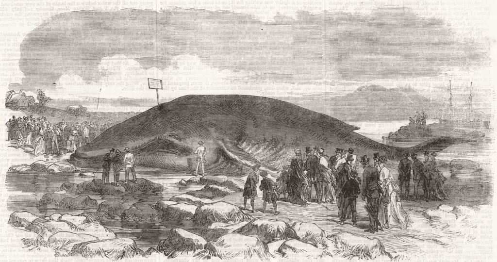 SCOTLAND. Whale stranded at Longniddry, Firth of Forth 1869 old antique print